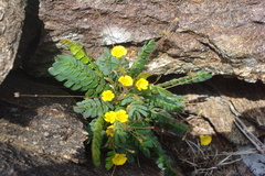 Biophytum nervifolium